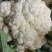 山东白面青梗松花菜菜花大量上市质优价廉发货迅速