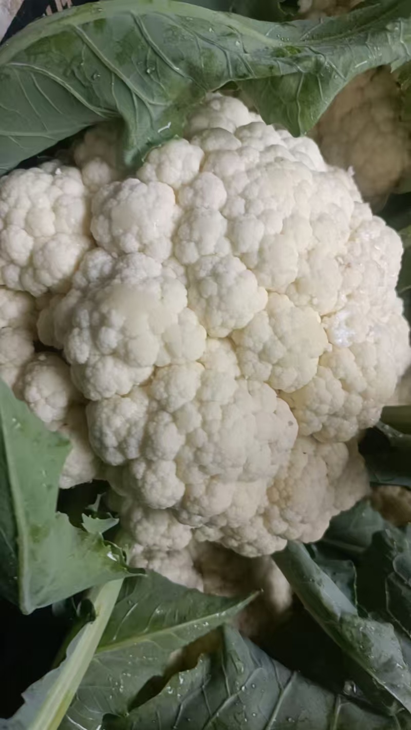 山东白面青梗松花菜菜花大量上市质优价廉发货迅速