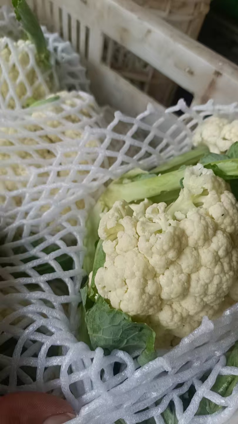 山东白面青梗松花菜菜花大量上市质优价廉发货迅速