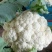 山东白面青梗松花菜菜花大量上市质优价廉发货迅速