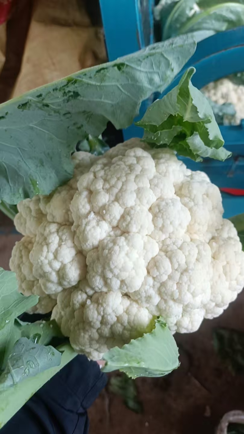 山东白面青梗松花菜菜花大量上市质优价廉发货迅速