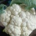 山东白面青梗松花菜菜花大量上市质优价廉发货迅速