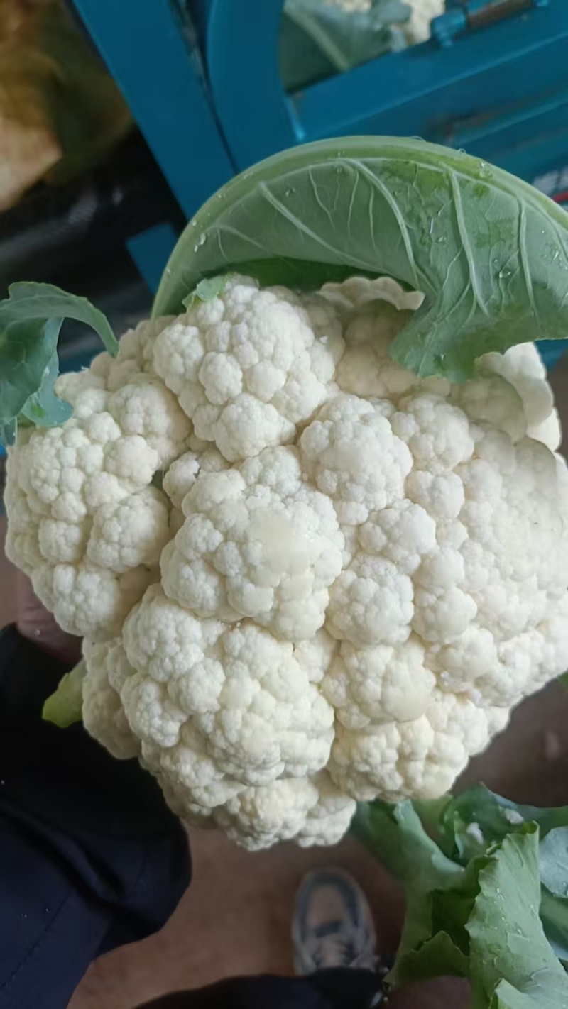 山东白面青梗松花菜菜花大量上市质优价廉发货迅速