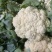 山东白面青梗松花菜菜花大量上市质优价廉发货迅速