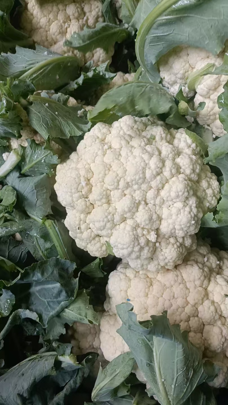 山东白面青梗松花菜菜花大量上市质优价廉发货迅速