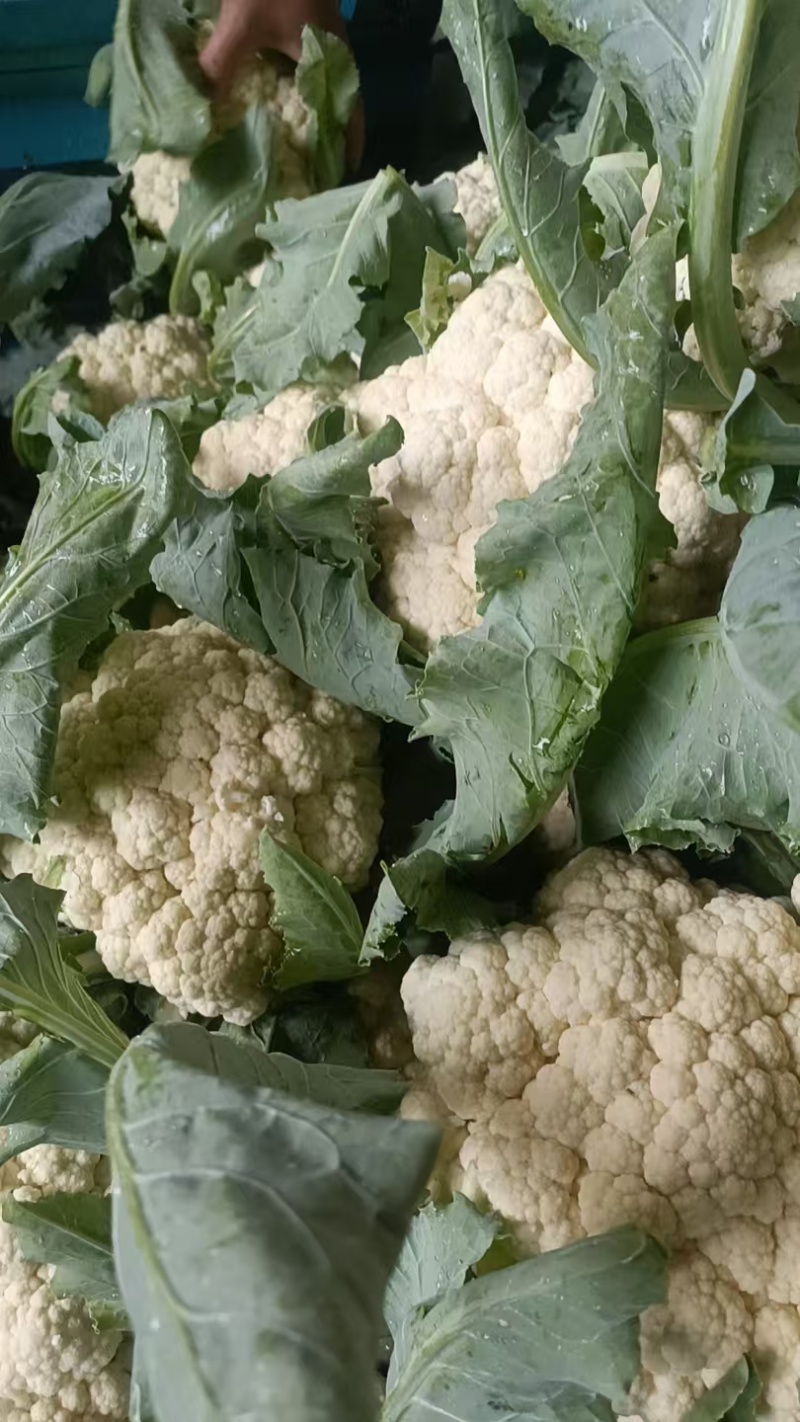 山东白面青梗松花菜菜花大量上市质优价廉发货迅速