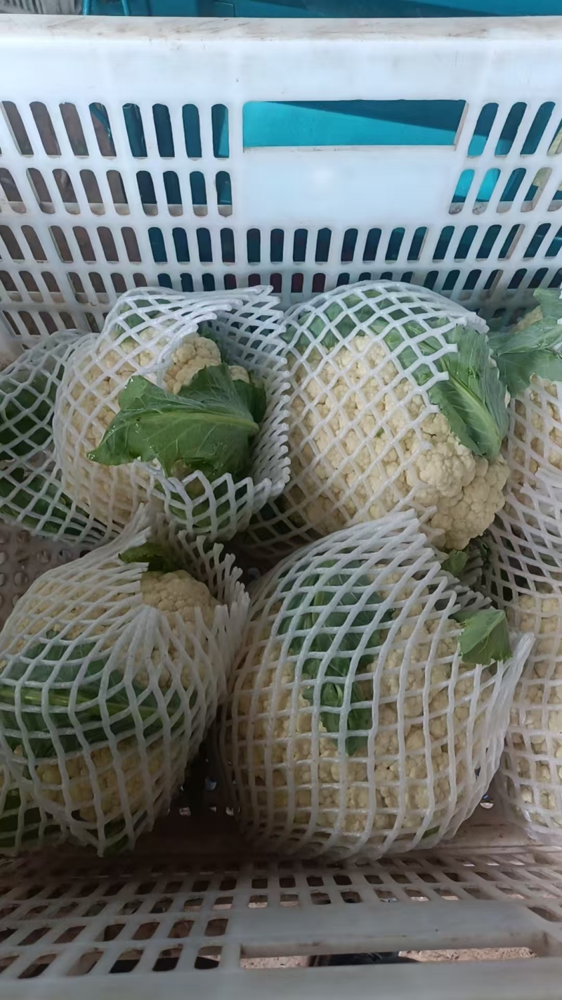 山东白面青梗松花菜菜花大量上市质优价廉发货迅速