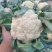 山东聊城精品有机菜花大量上市