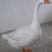 鹅