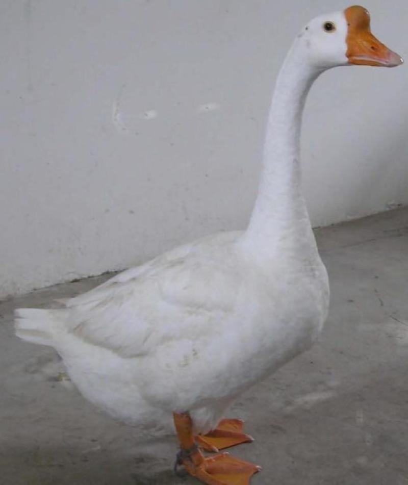 鹅