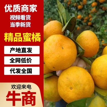 【热卖】蜜橘湖南蜜橘产地供应对接全国量大从优质量