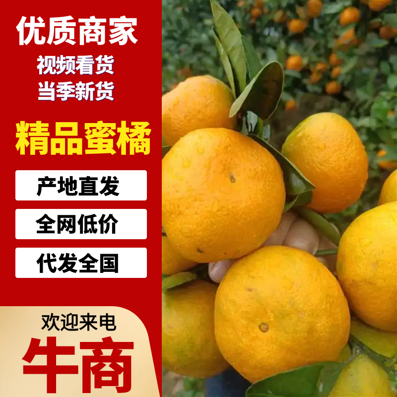 【热卖】蜜橘湖南蜜橘产地供应对接全国量大从优质量