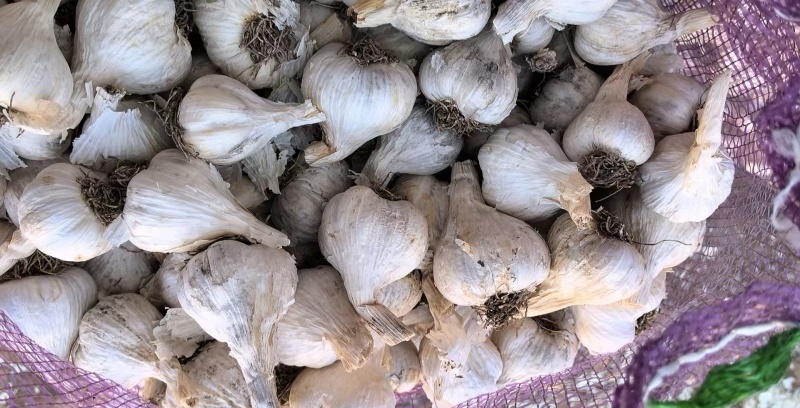 东北一点红大蒜种子产地直发品质保证量大从优一手货源