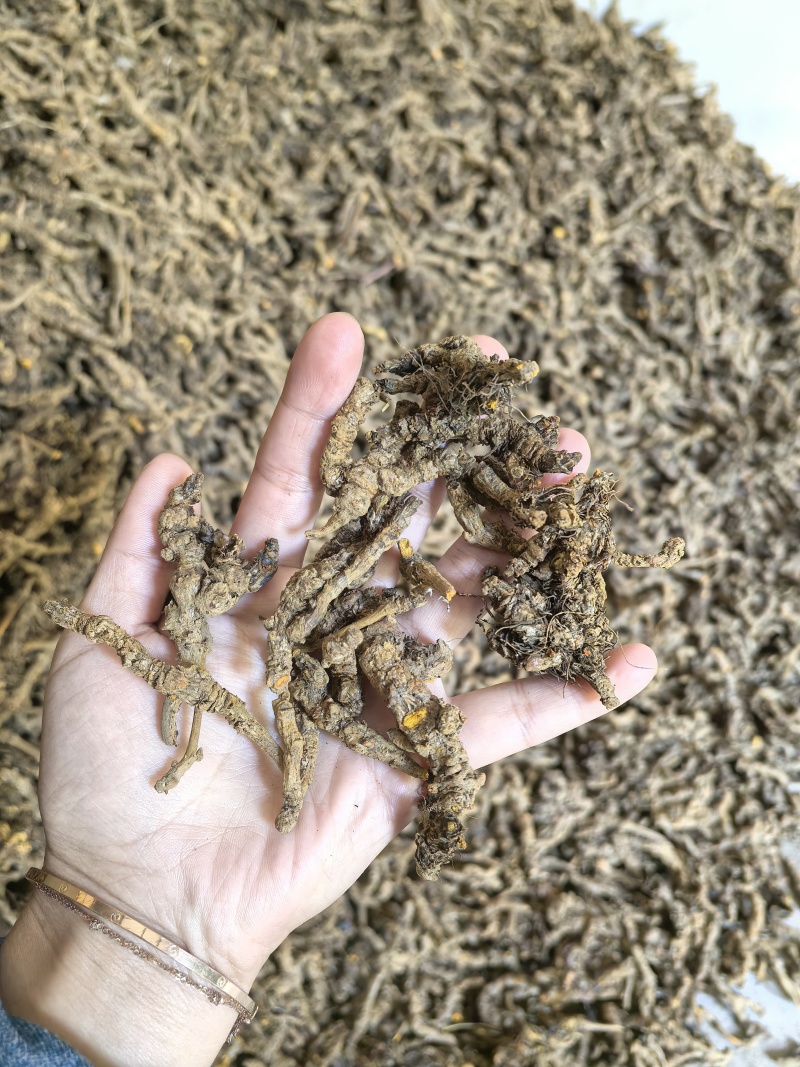 四川夏禹林川黄连鸡爪黄连干货基地直销品种纯正纯净度高