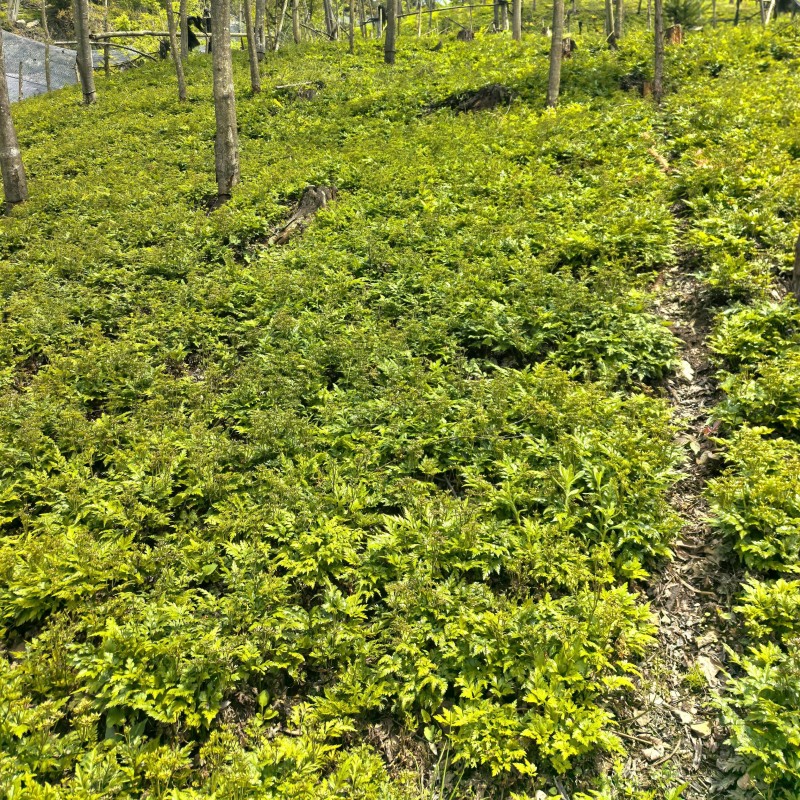 四川夏禹林川黄连鸡爪黄连干货基地直销品种纯正纯净度高
