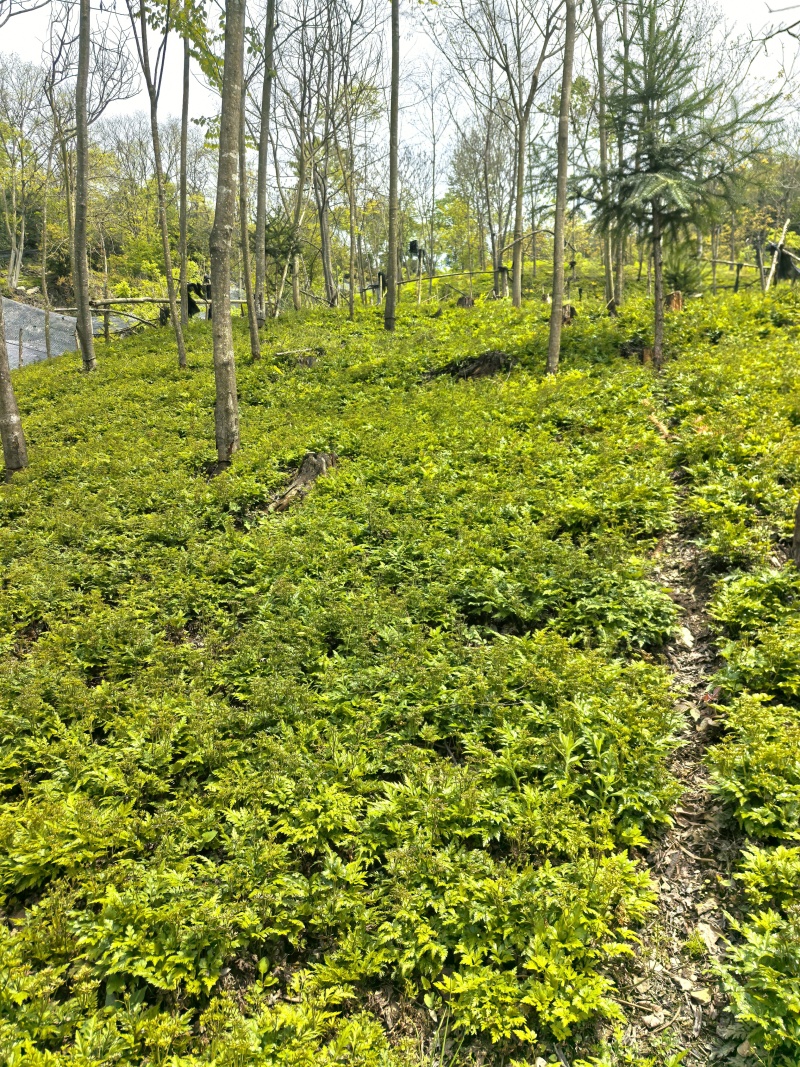 四川夏禹林川黄连鸡爪黄连干货基地直销品种纯正纯净度高