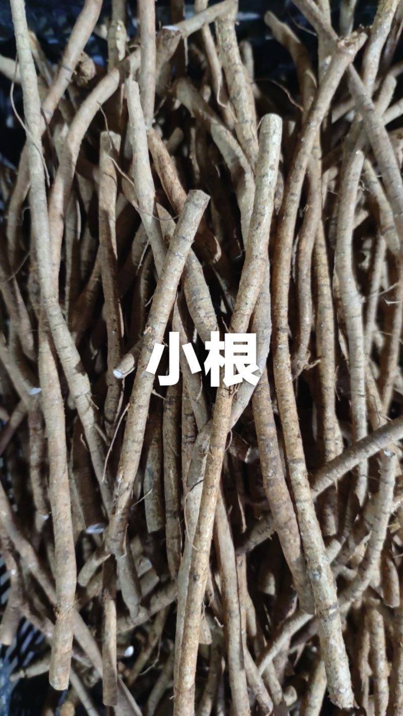 15年牛大力