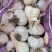 黑龙江精品一点红大蒜种子白皮蒜种子大量上市品质保证