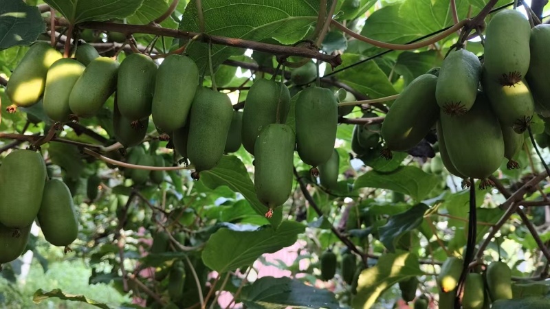 现摘现发一直挂在树上可视频看果来果园看货软果糖度23