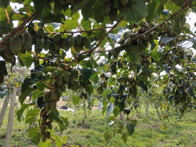 现摘现发一直挂在树上可视频看果来果园看货软果糖度23