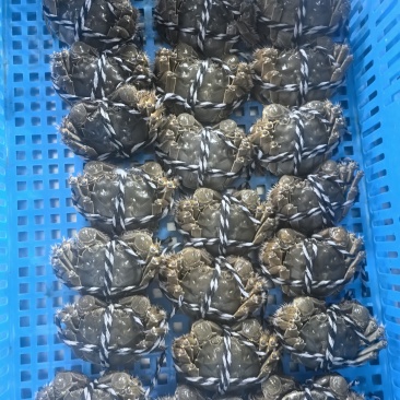 江苏大闸蟹，母蟹，洪泽湖大闸蟹。礼盒普通装。一件代发