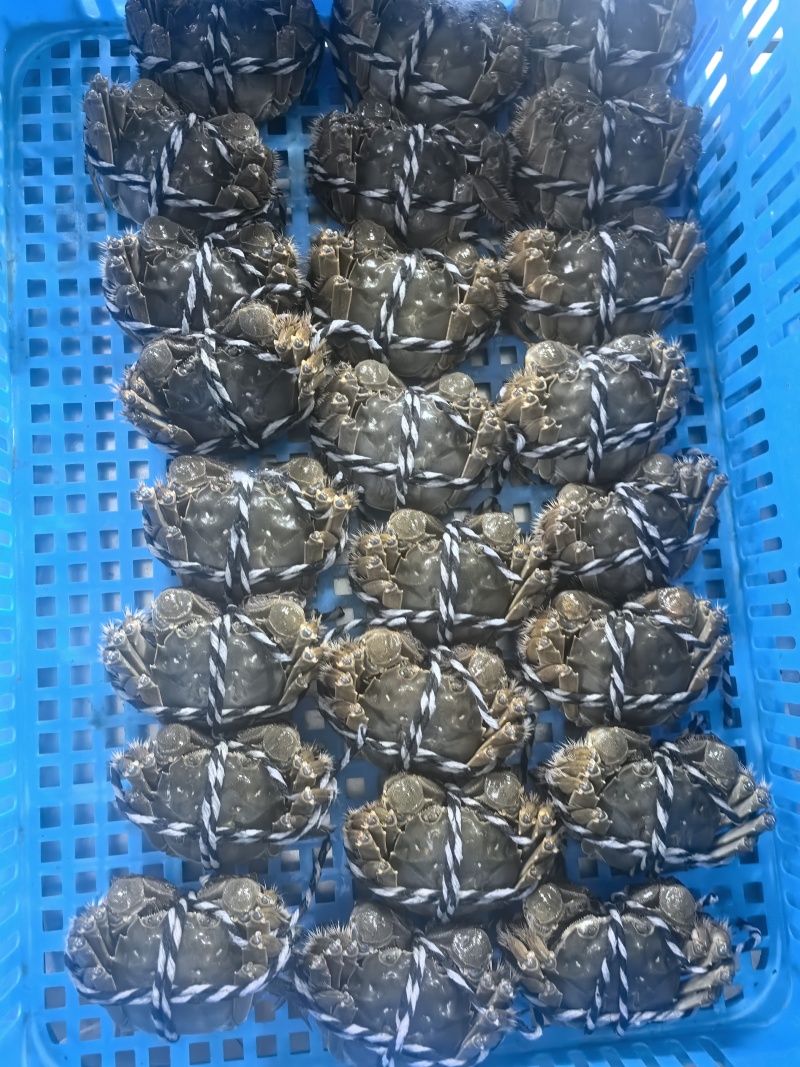江苏大闸蟹，母蟹，洪泽湖大闸蟹。礼盒普通装。一件代发