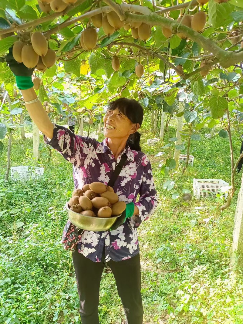 9.24翠香猕猴桃