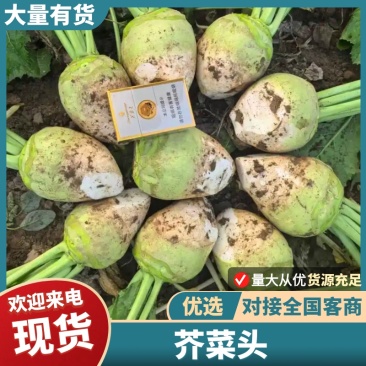 山西文水县芥菜头，地头现挖，新鲜直达，口感爽脆