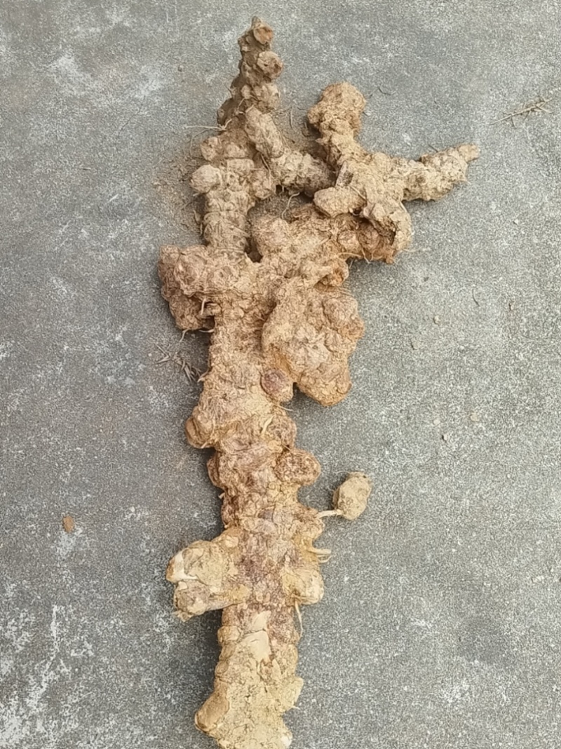 产地：广西贺州世界长寿市。产品：粉质。天然晒干野生土茯苓