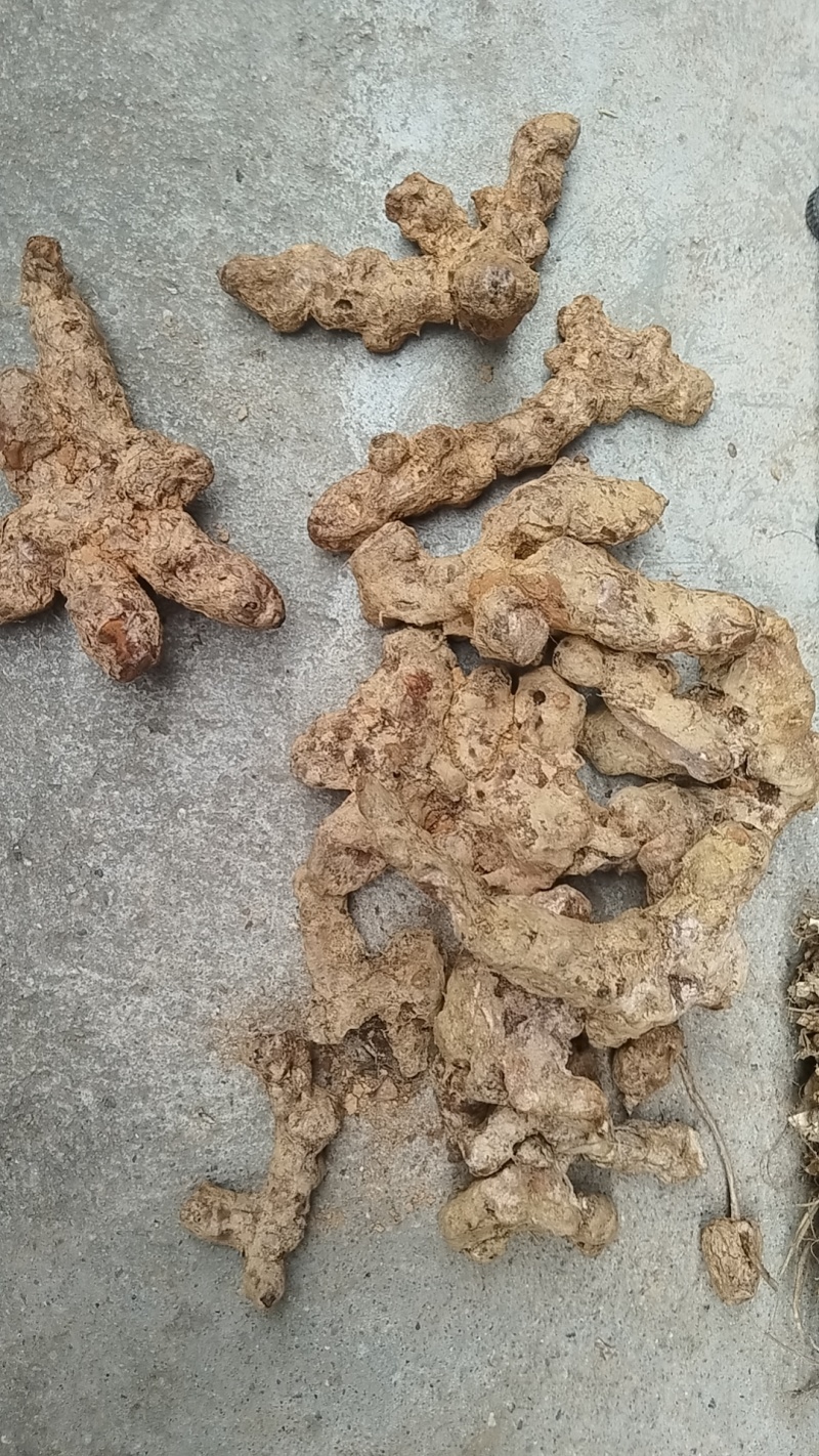 产地：广西贺州世界长寿市。产品：粉质。天然晒干野生土茯苓