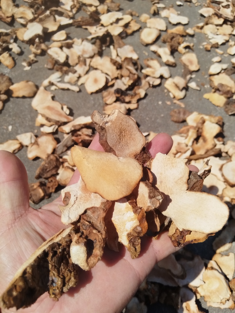 产地：广西贺州世界长寿市。产品：粉质。天然晒干野生土茯苓