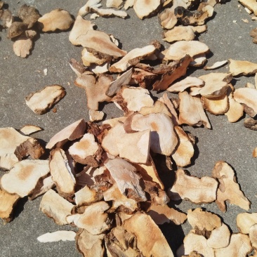 产地：广西贺州世界长寿市。产品：粉质。天然晒干野生土茯苓