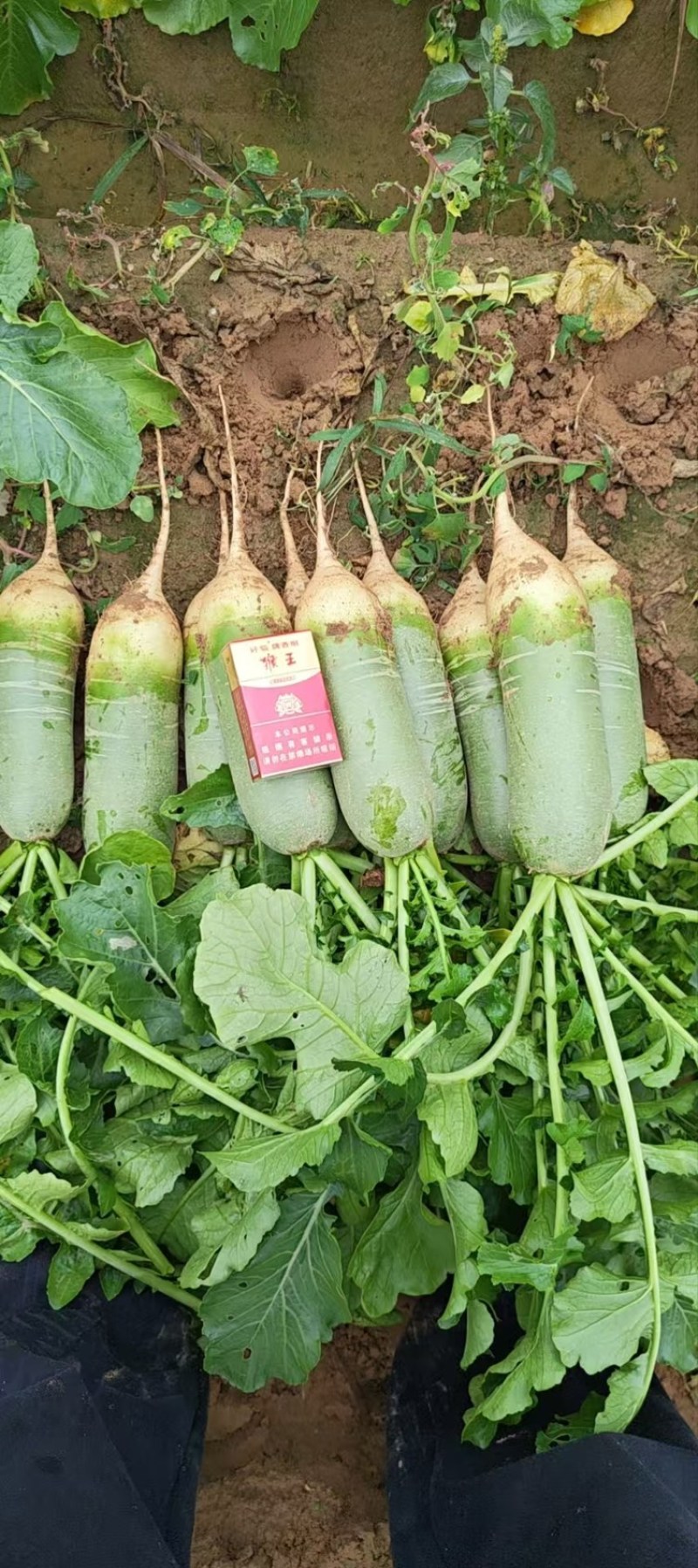 大量上市精品水果萝卜青萝卜量大从优质量保证全国发货