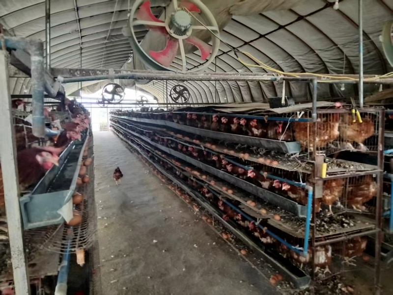 【一件代发】精品鸡蛋，土鸡蛋，对接电商，新鲜货源