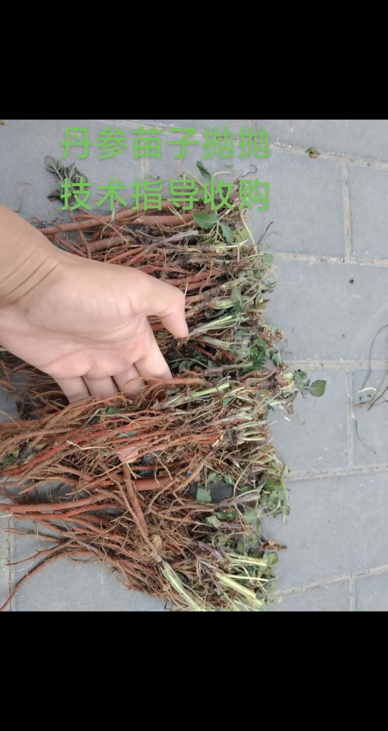 2025年新地块丹参苗子，批发零售需要的联系技术指导收购