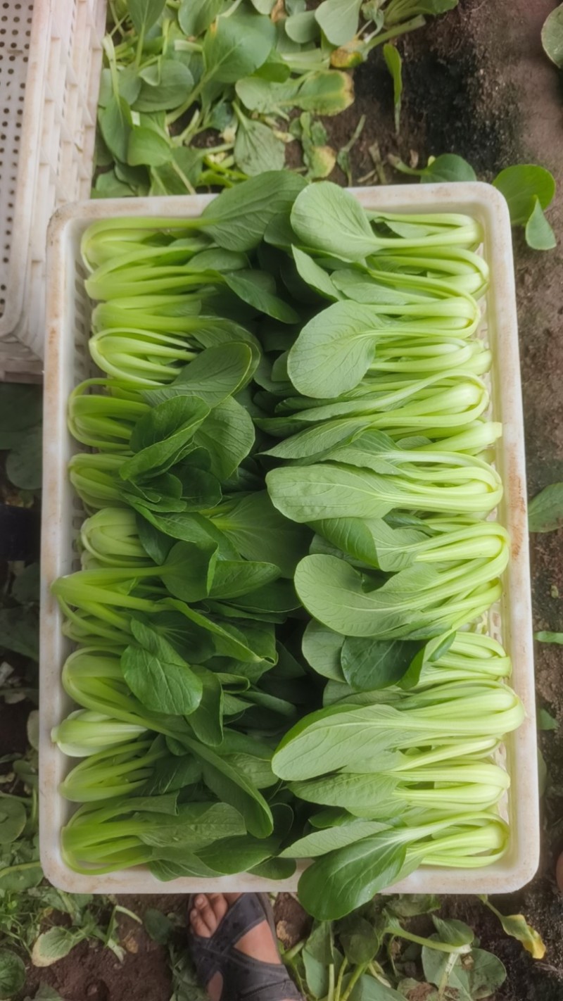 常年供应上海青