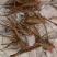芍药苗子芽子，大量批发零售需要的联系