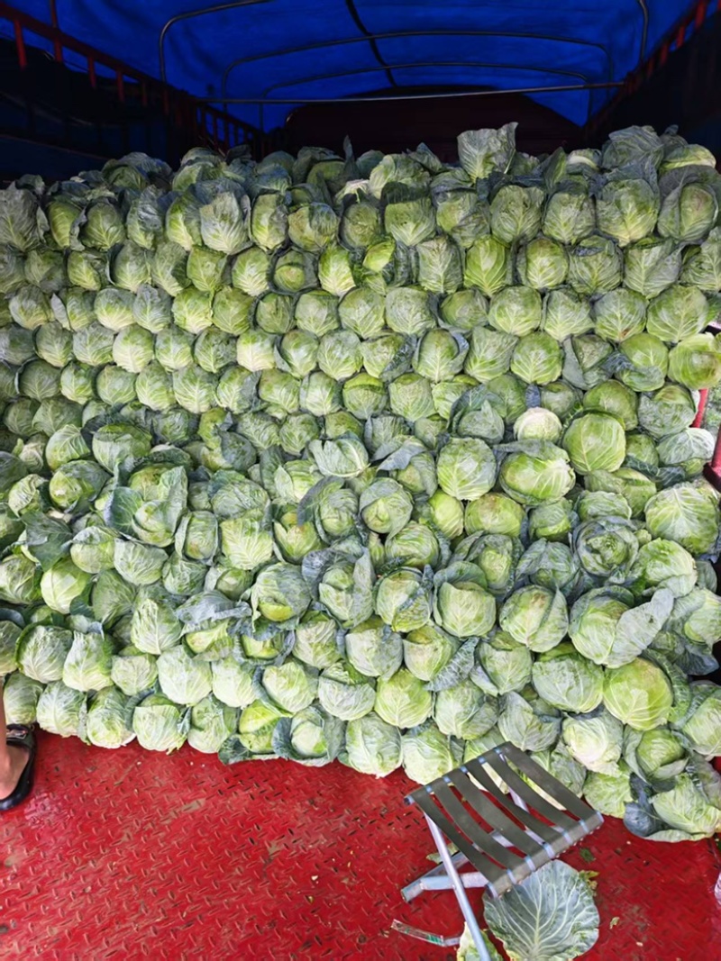 陕西甘蓝圆包菜精品大量上市可视频看货全国对接保证品质