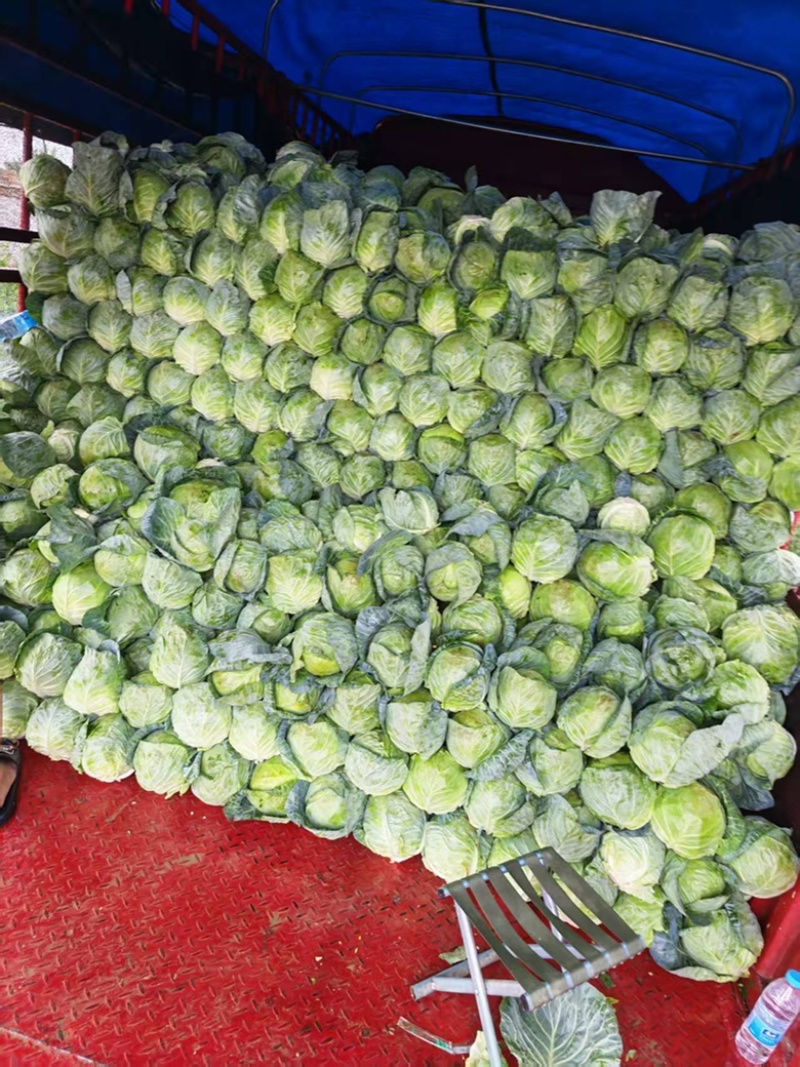 陕西甘蓝圆包菜精品大量上市可视频看货全国对接保证品质
