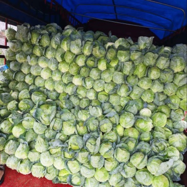 陕西甘蓝圆包菜精品大量上市可视频看货全国对接保证品质
