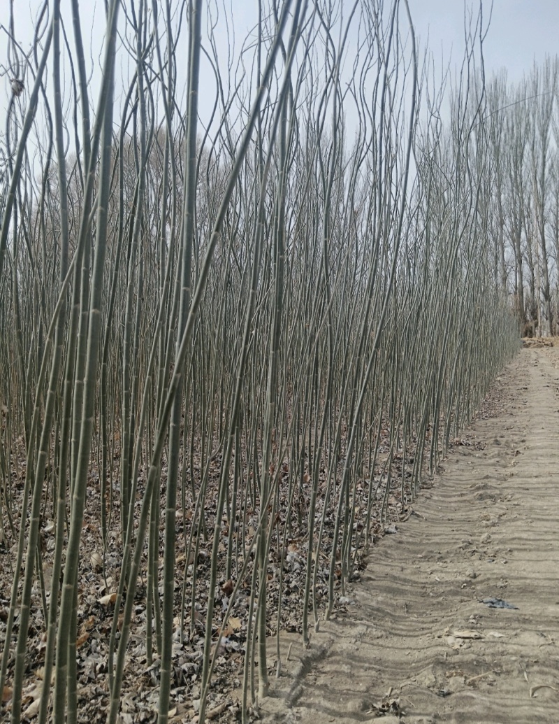 新疆杨大量出售基地直发保质保量供货规格齐全