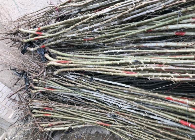 密胡杨1号现场装车中基地直发价钱实惠