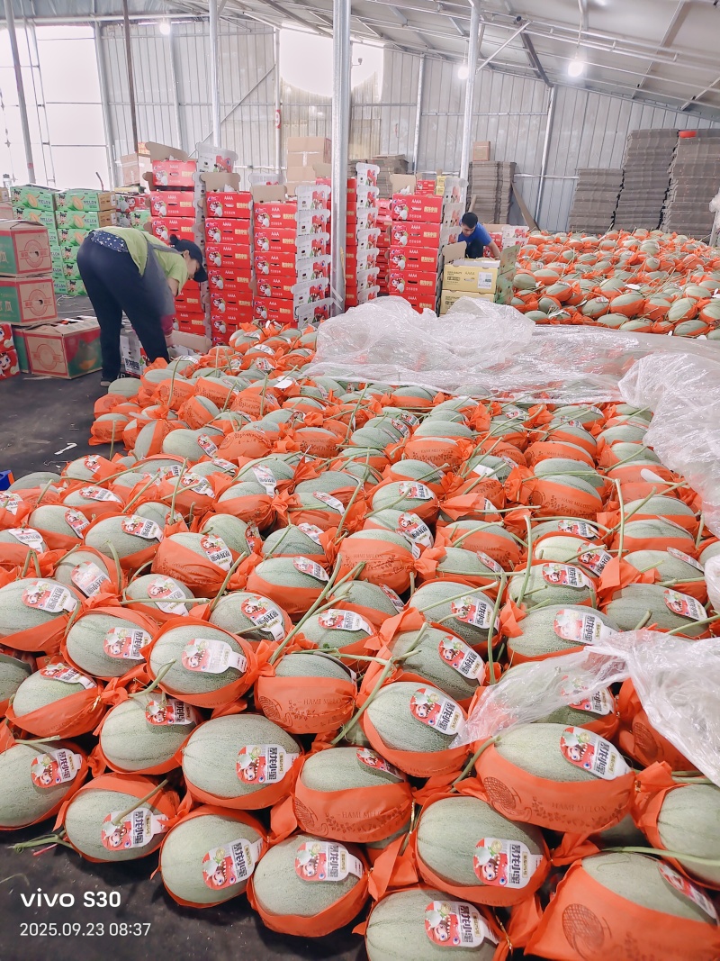 小蜜25号哈蜜瓜晓蜜25号产地量大看棚定货整车发货糖度高
