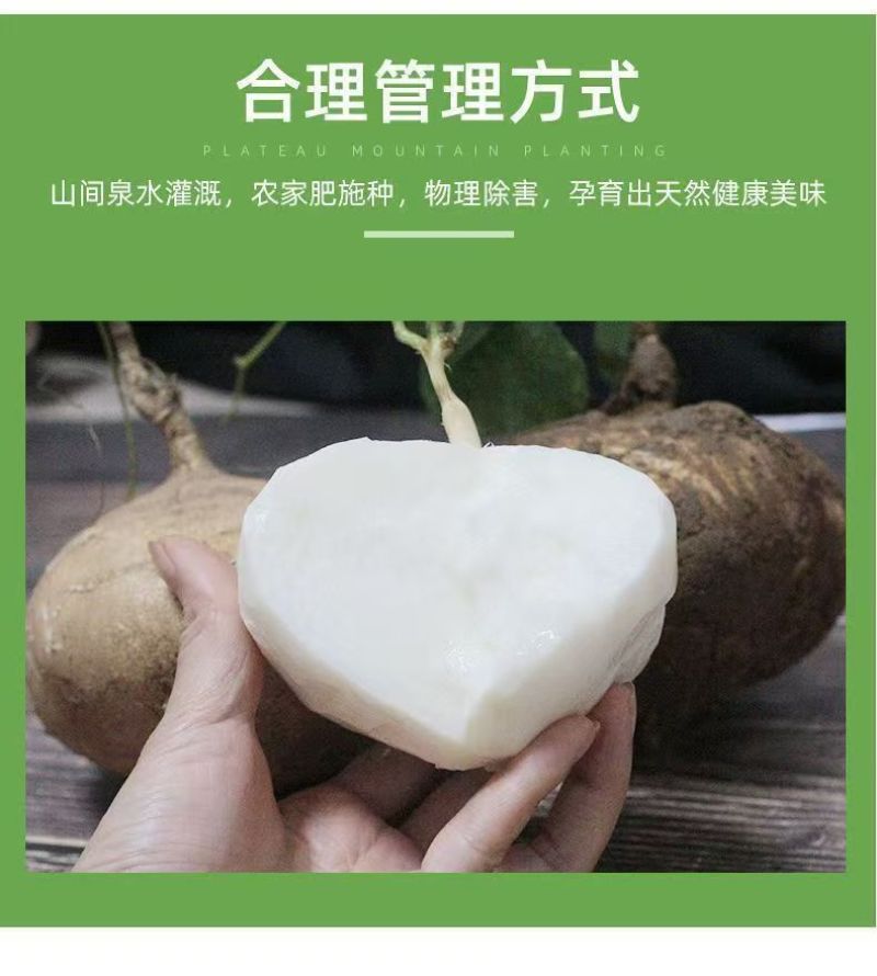 自产凉薯，甜脆可口