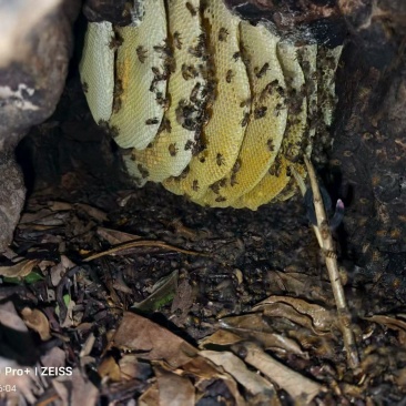 纯野生蜂蜜，自挖野生山货，百分百纯野生