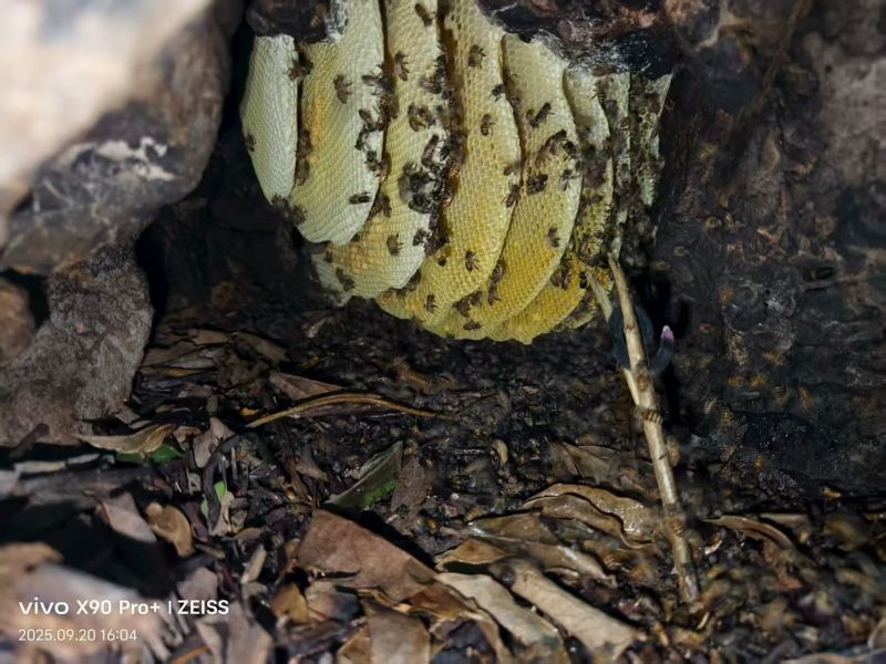 纯野生蜂蜜，自挖野生山货，百分百纯野生