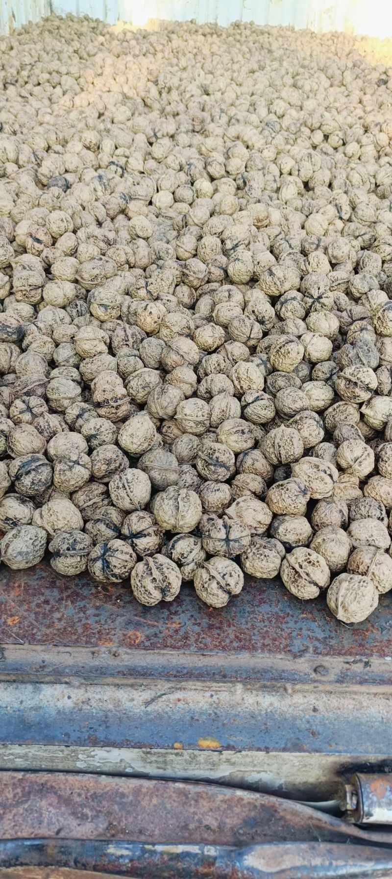 云南核桃