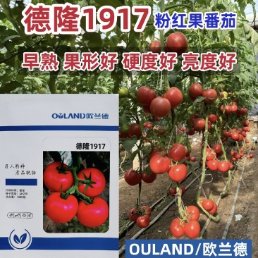欧兰德西红柿种子德隆1917粉红果番茄种籽大果硬果亮度好