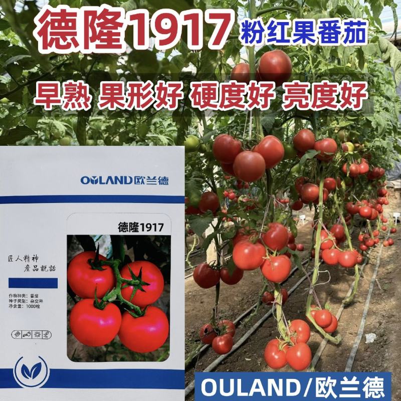 欧兰德西红柿种子德隆1917粉红果番茄种籽大果硬果亮度好