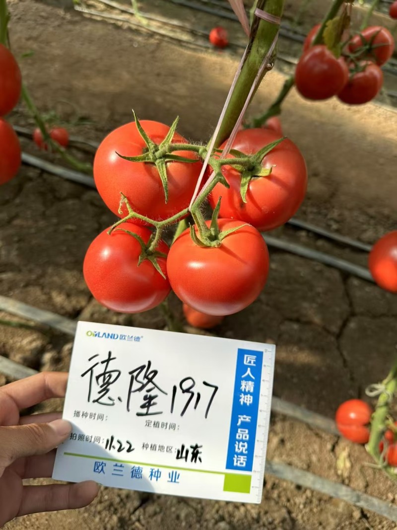 欧兰德西红柿种子德隆1917粉红果番茄种籽大果硬果亮度好